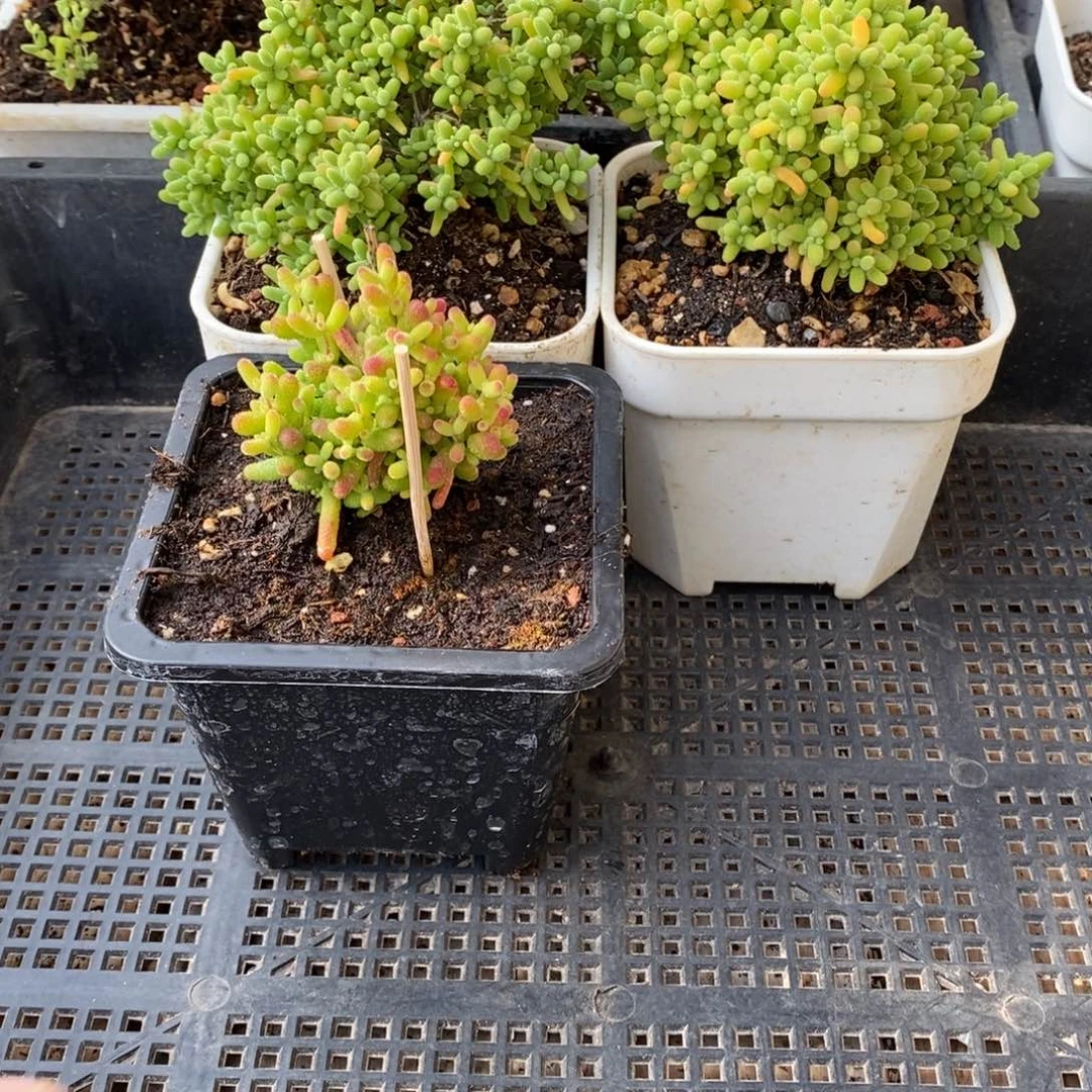 枝干番杏多肉植物089