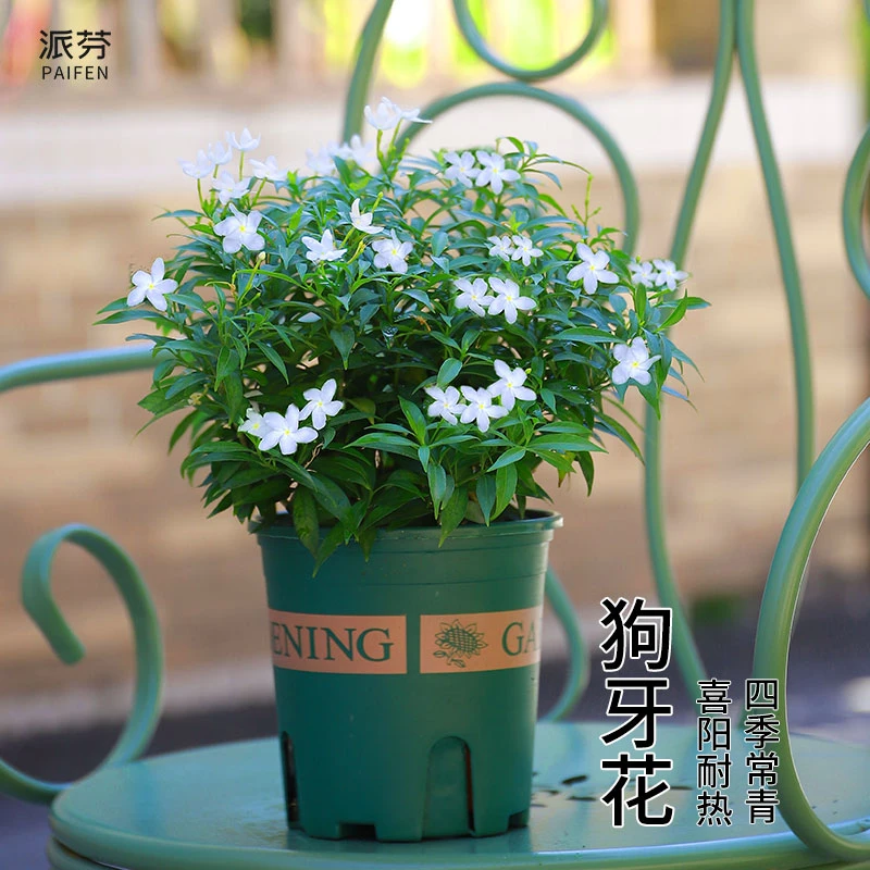 珍珠狗牙花 风车茉莉盆栽 木本花卉耐热好养白花植物白狗牙狮子花