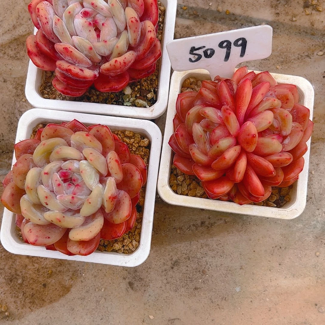 （****✌韩橙三颗5099号一物一拍