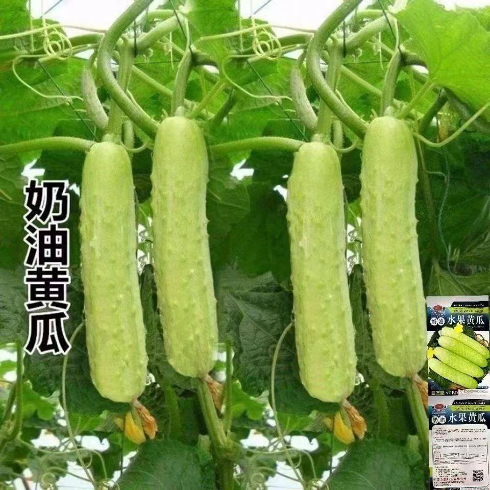 奶油黄瓜种子农田菜地阳台种植杂交早熟脆甜满地爬水果黄瓜种籽