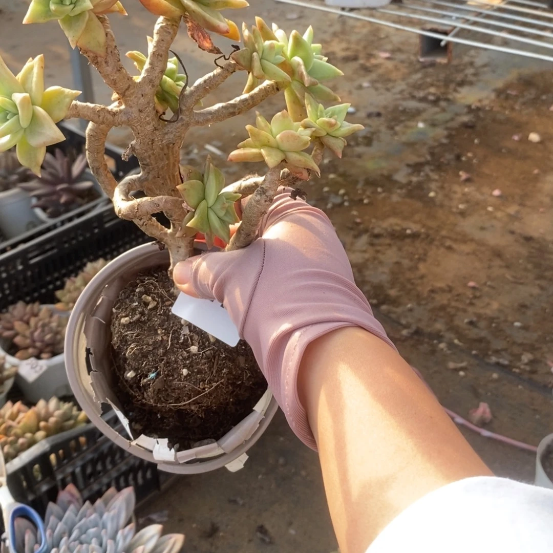 6176黄金表丽娜一物一拍