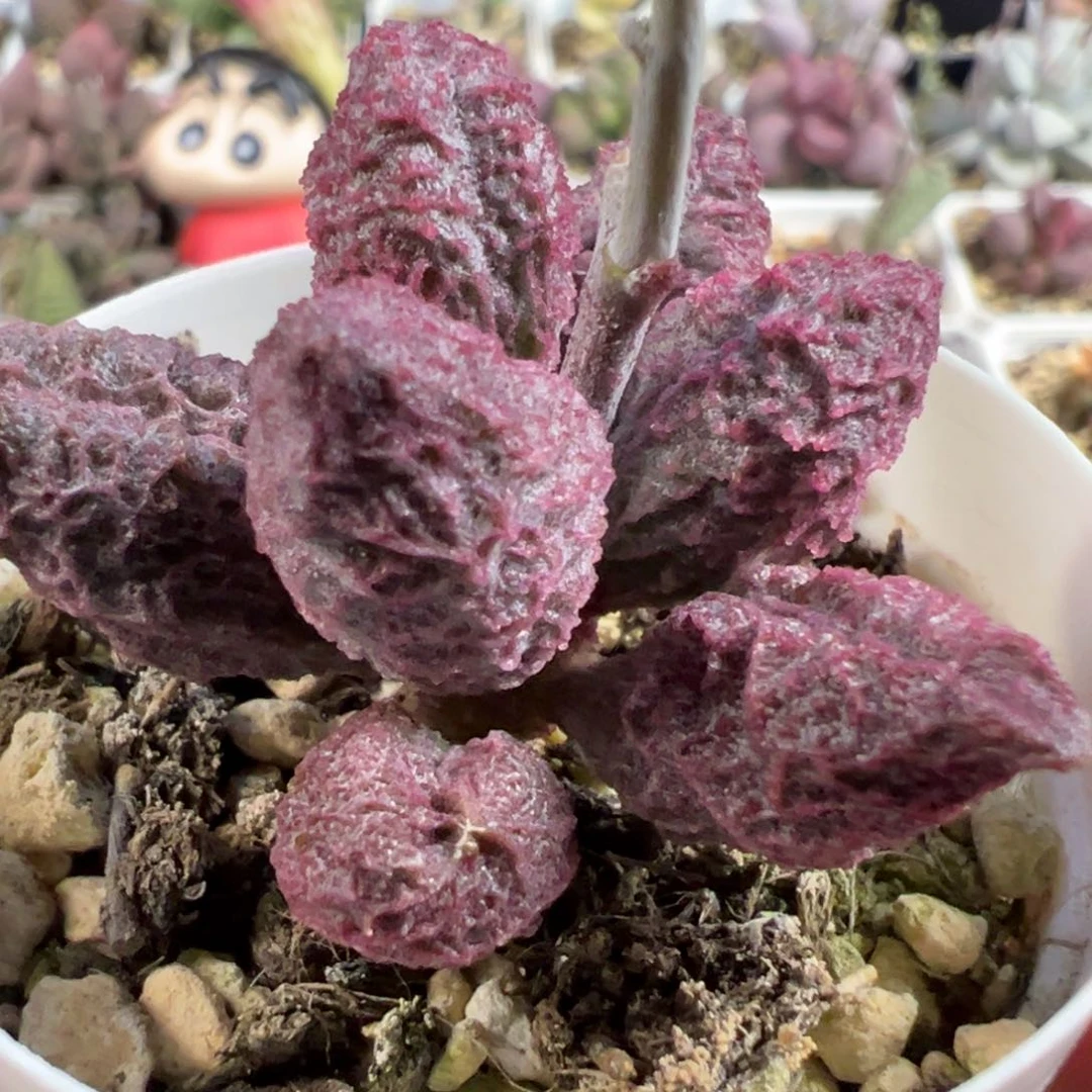 无花朵实生新品单头纯木质桩多肉植物