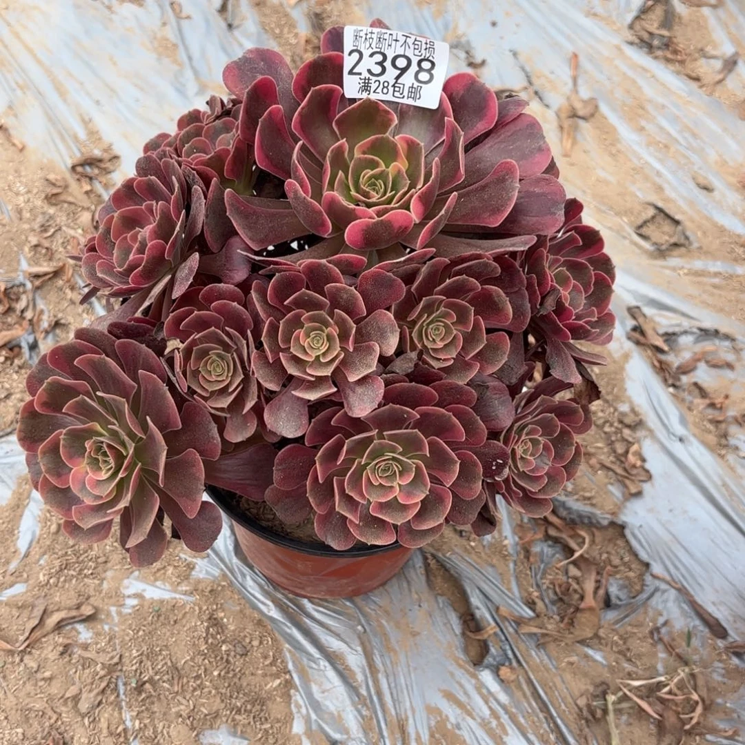 M 2398爱神多肉12223