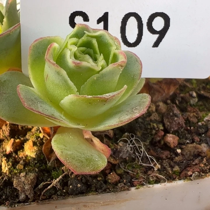 三碗109 绝色侧芽福利