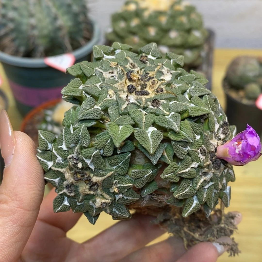 28号 黑牡丹群生7.5公分