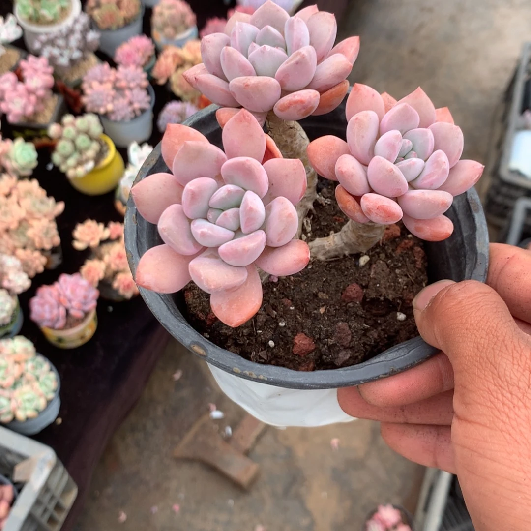 七***～那就是说他也不会在一起