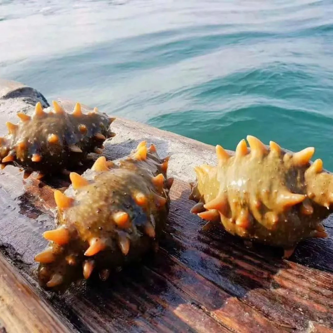 海洋岛原种（海参皮子）大连长海县深海