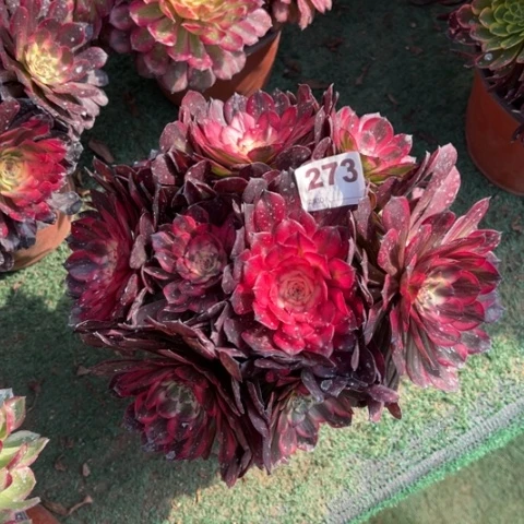 273烟花朵朵多肉，