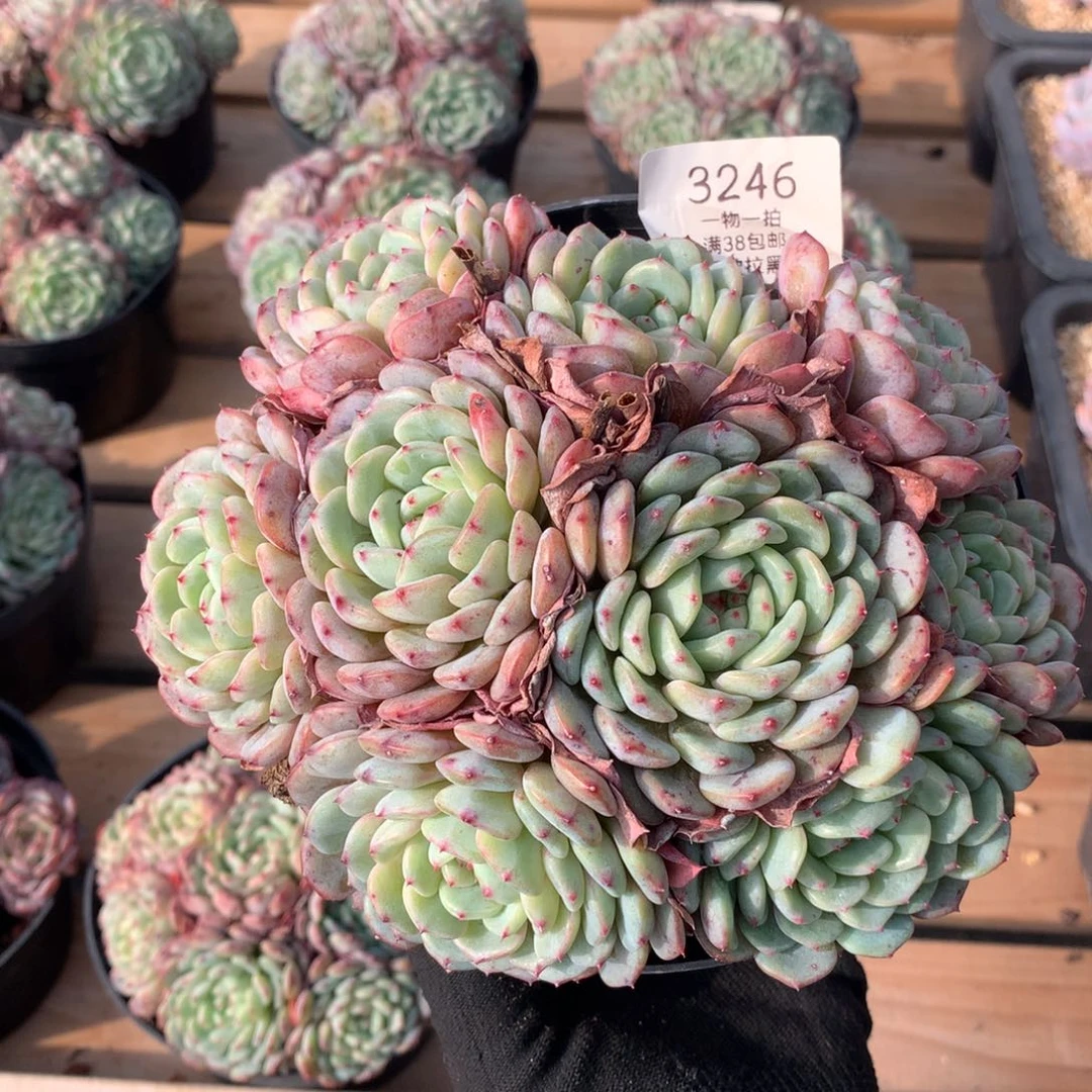 17厘米九头有砍白胖子3246