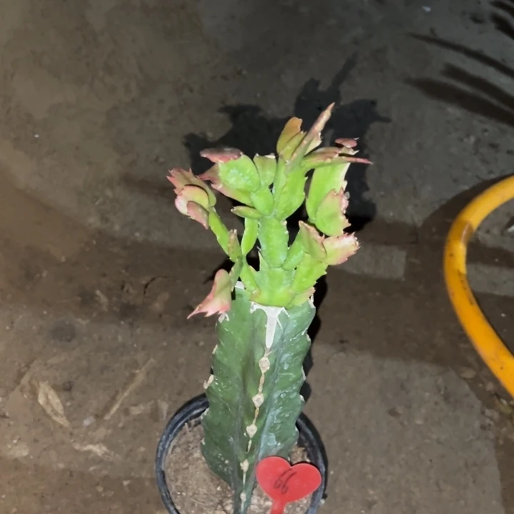 ？***－当前无花栽培后可以开花067  66