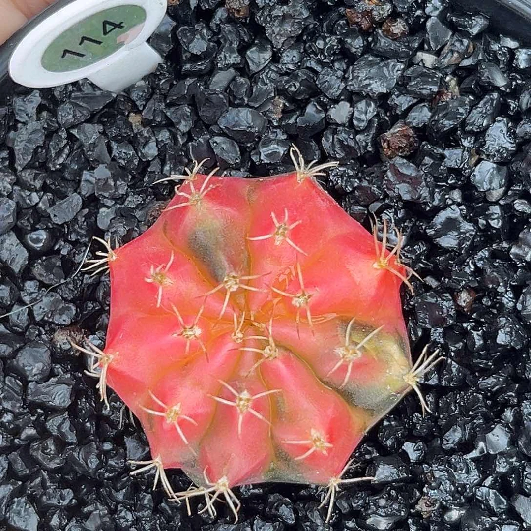114  带盆土发货