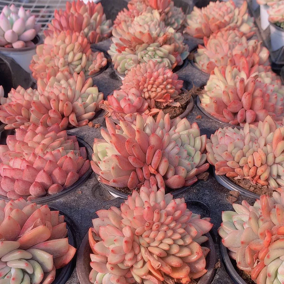 凌雪缀化245678990000