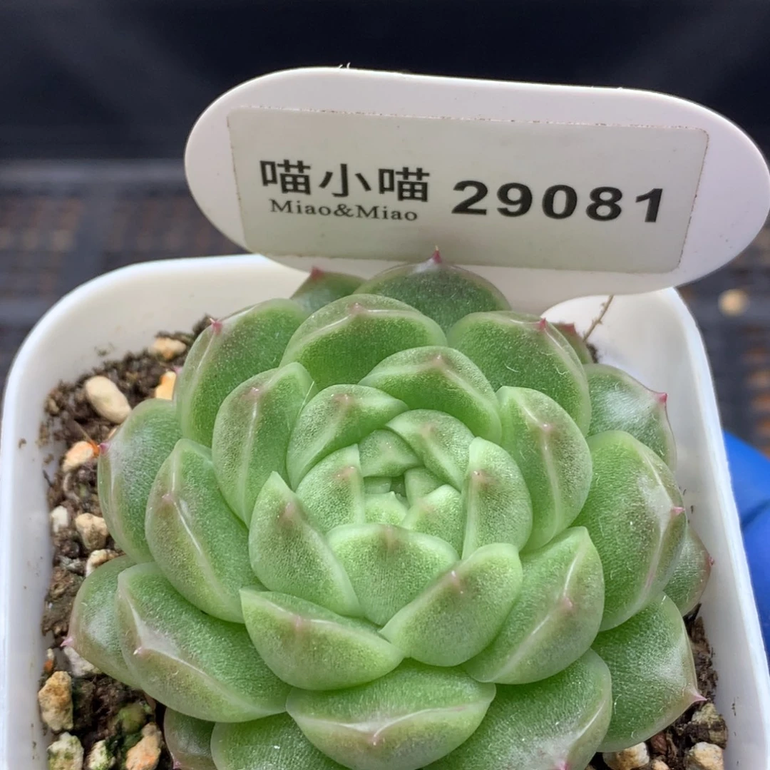 多肉植物杂交珍妮