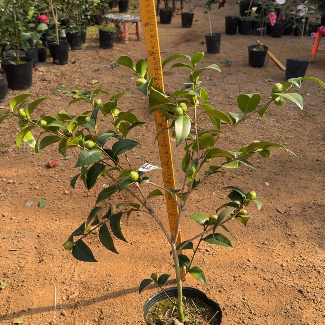 少量花朵（建议范围：2朵-5朵 或40%以下）440志愿者