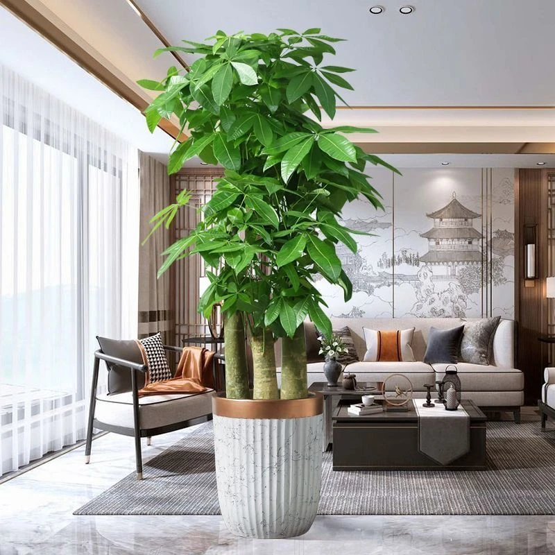 步步高发财树室内绿植好养大盆绿植办公室发财