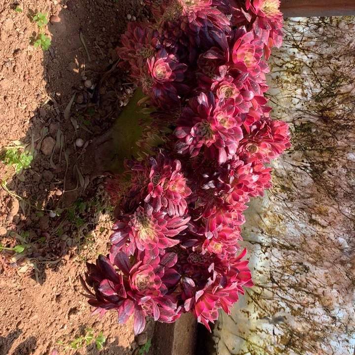 故****C红铜壶超白寄养秋天发