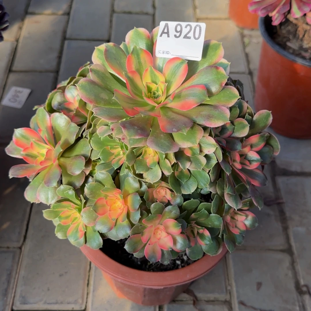 920。         香妃。