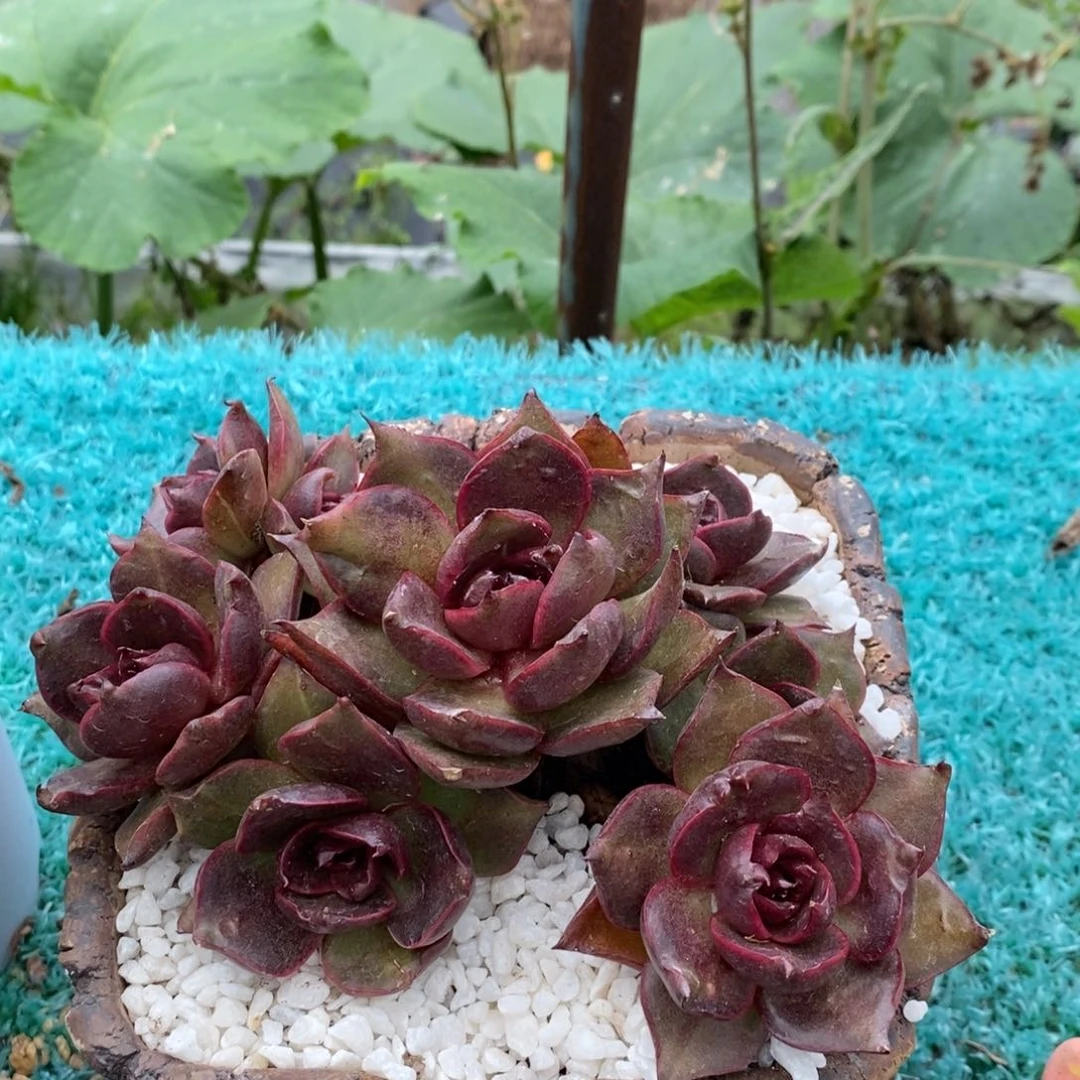 小***小火苗水晶多肉植物盆栽