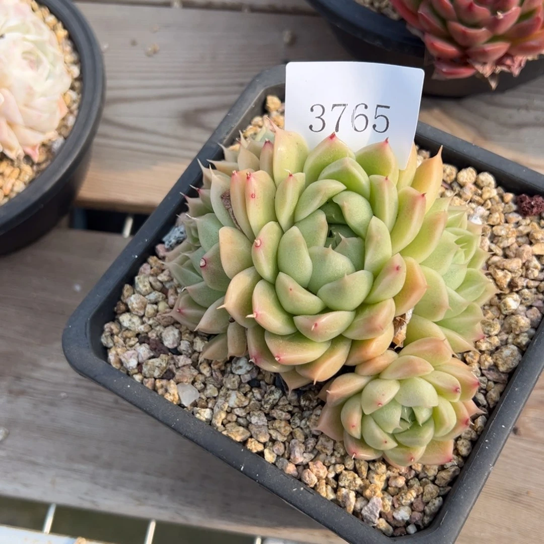 春***香3765多肉多多多多多