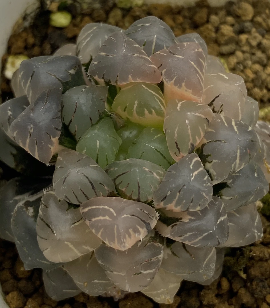 多肉植物冰灯玉露锦极上斑带盆