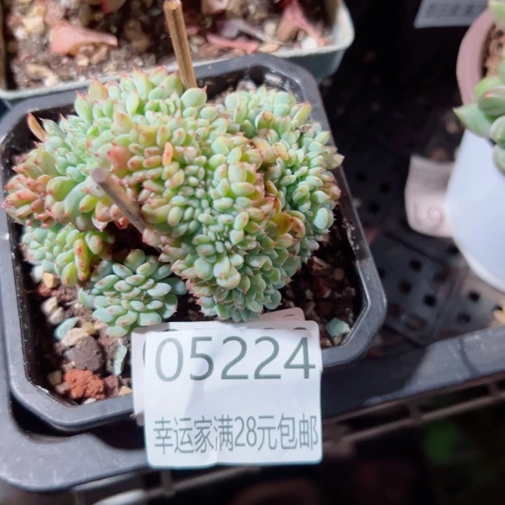 幸运的是你能在这个