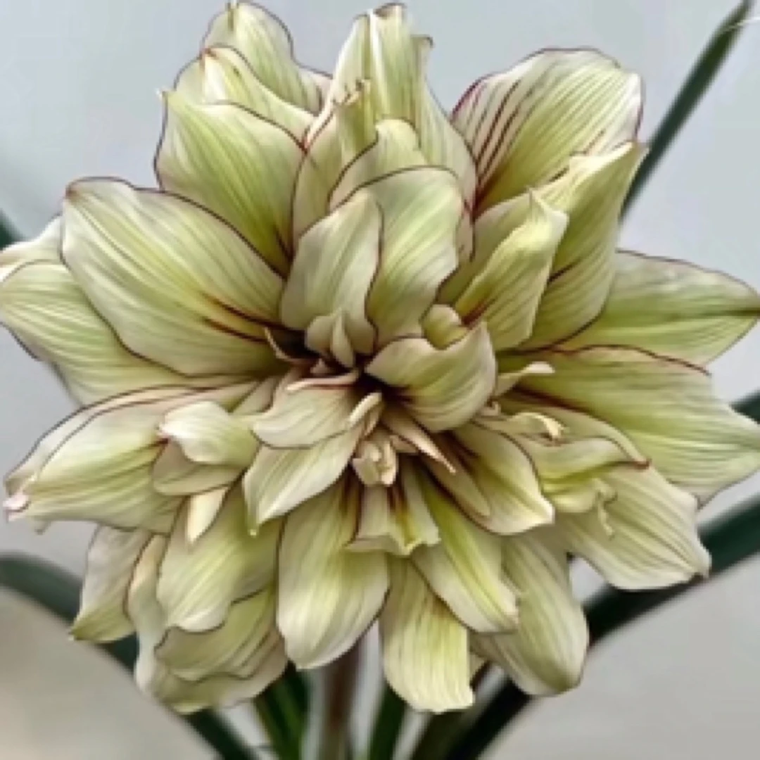 澳朱台朱朱顶红大花包品种微香