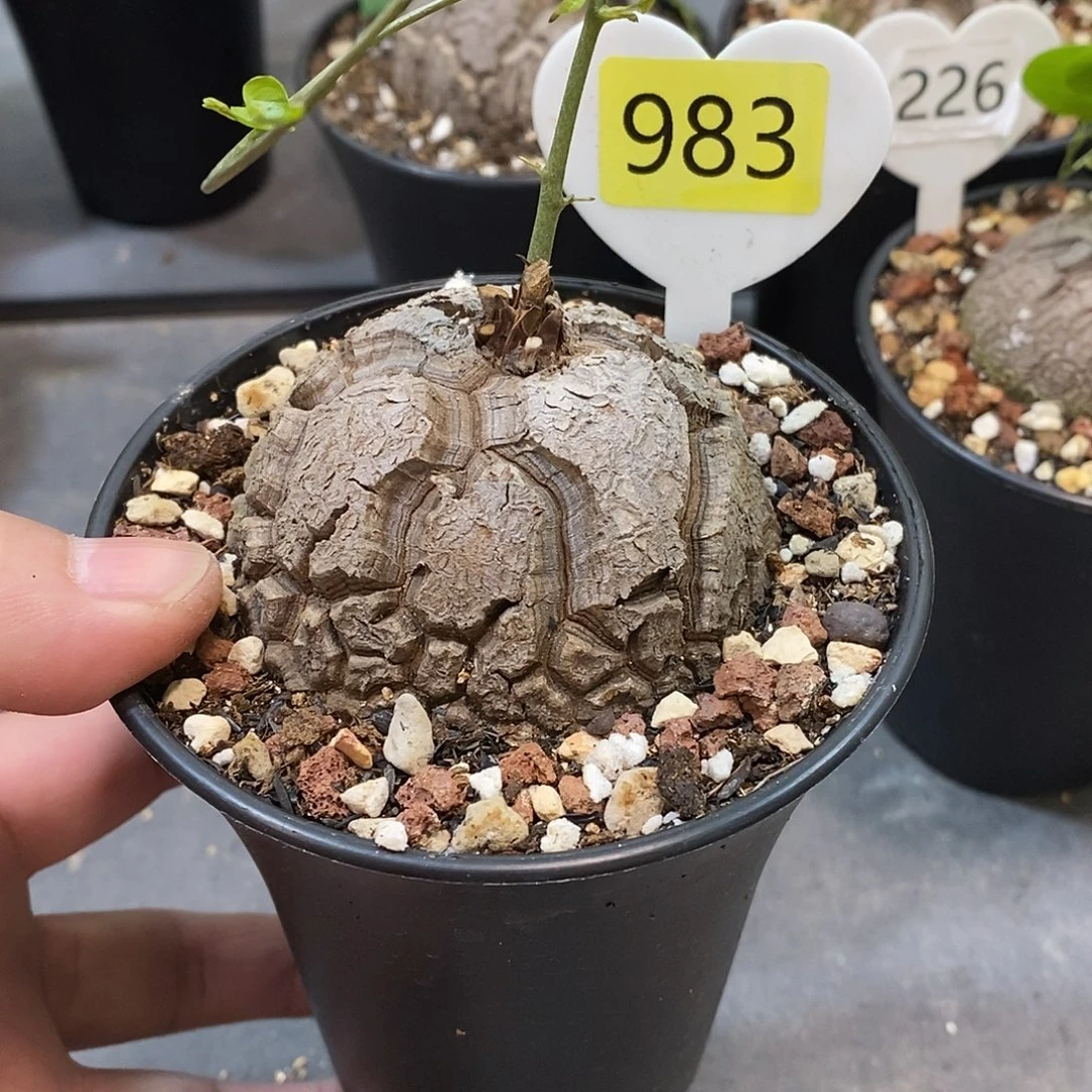 南非龟甲龙龟甲龙