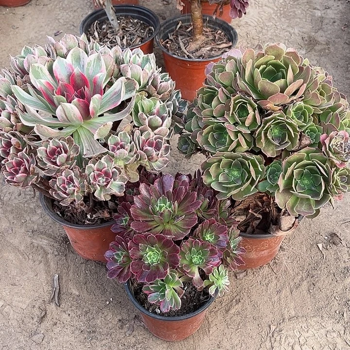 145多肉植物组合，