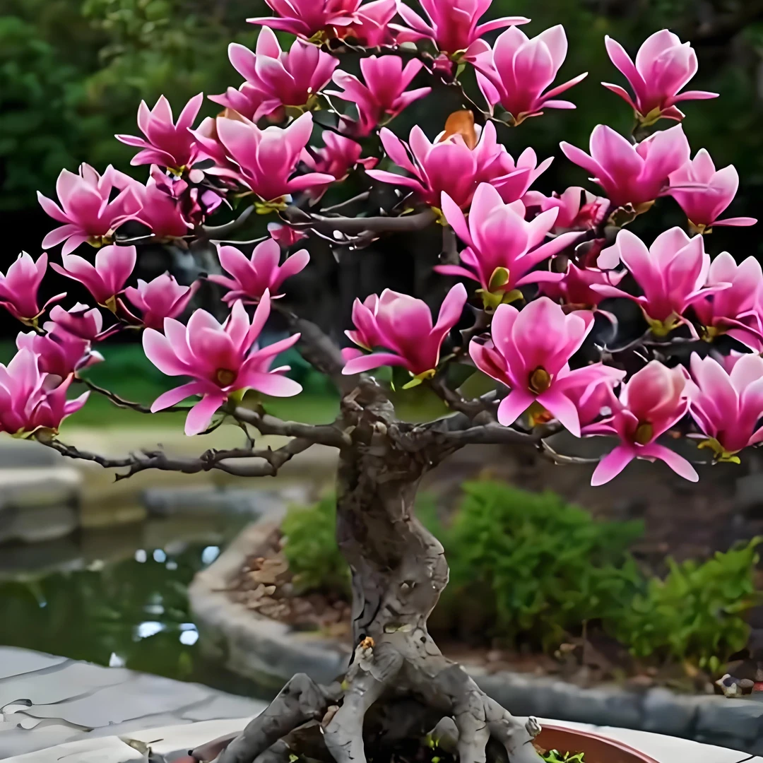 玉兰盆栽带花苞耐寒耐旱矮化浓香型室内外庭院阳台四季开花盆景