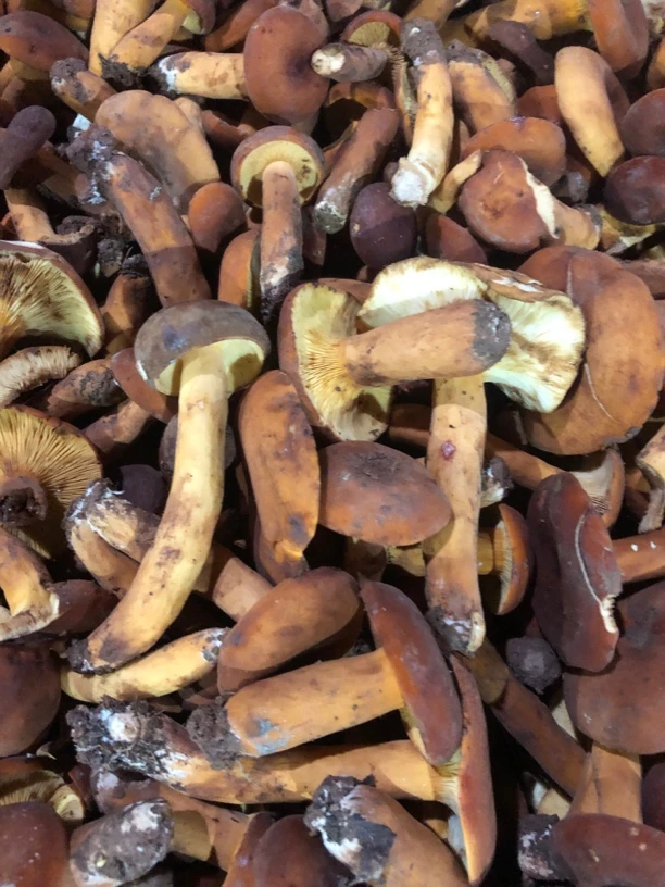新鲜云南野生奶浆菌