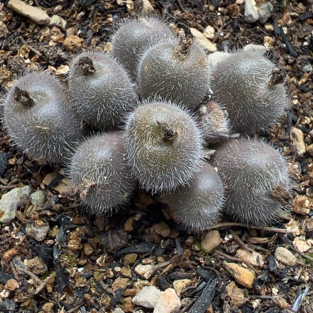 半价紫体毛球多肉植物