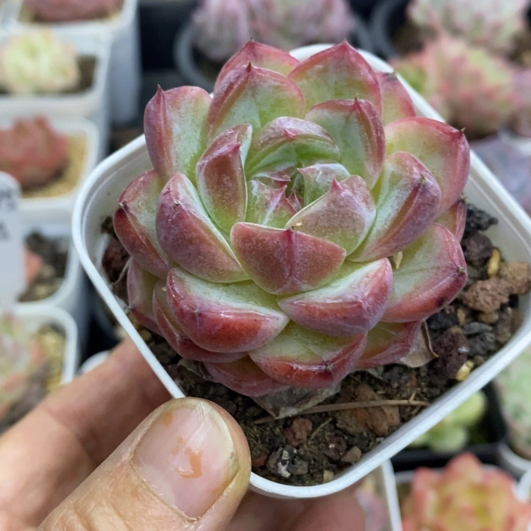 精品多肉一物一拍不包整68