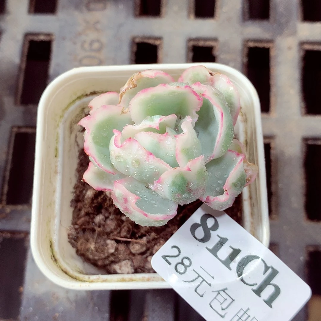 5厘米盆精控多肉811