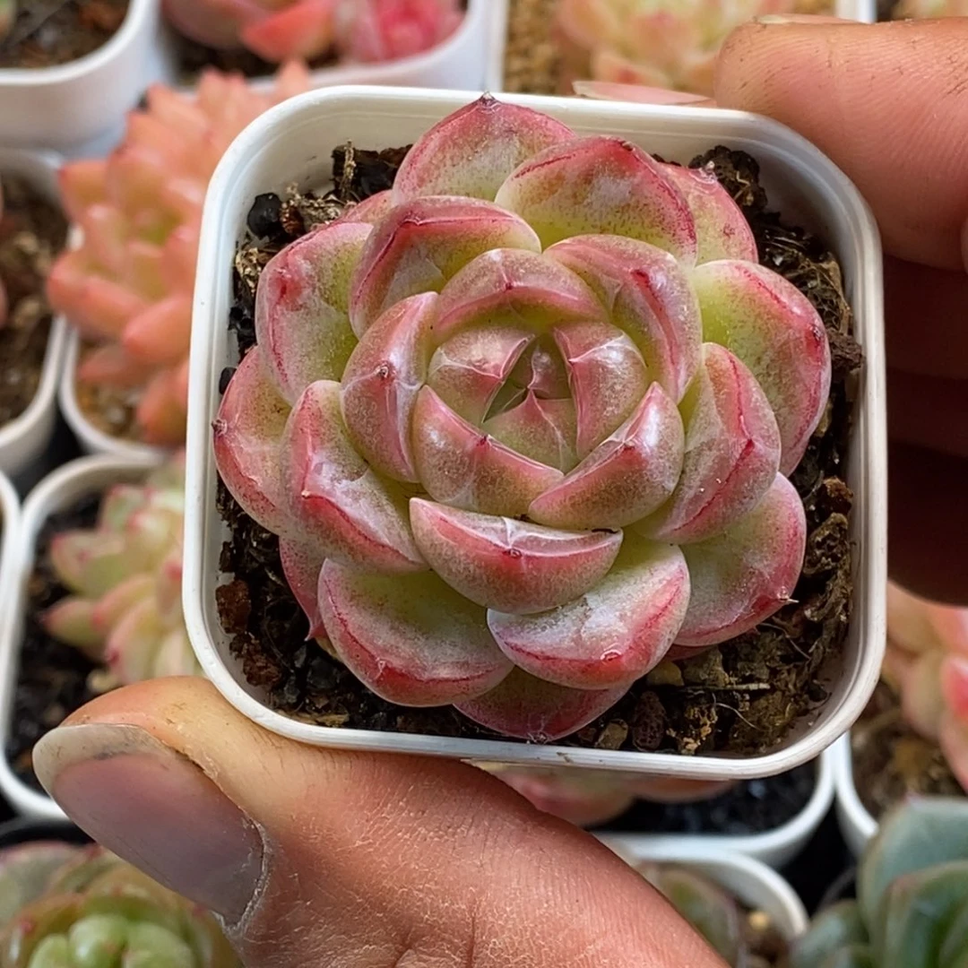 天官赐福百无禁忌