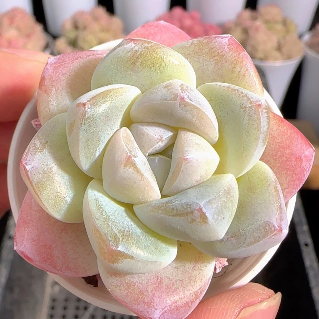 多肉0105-199冰玉