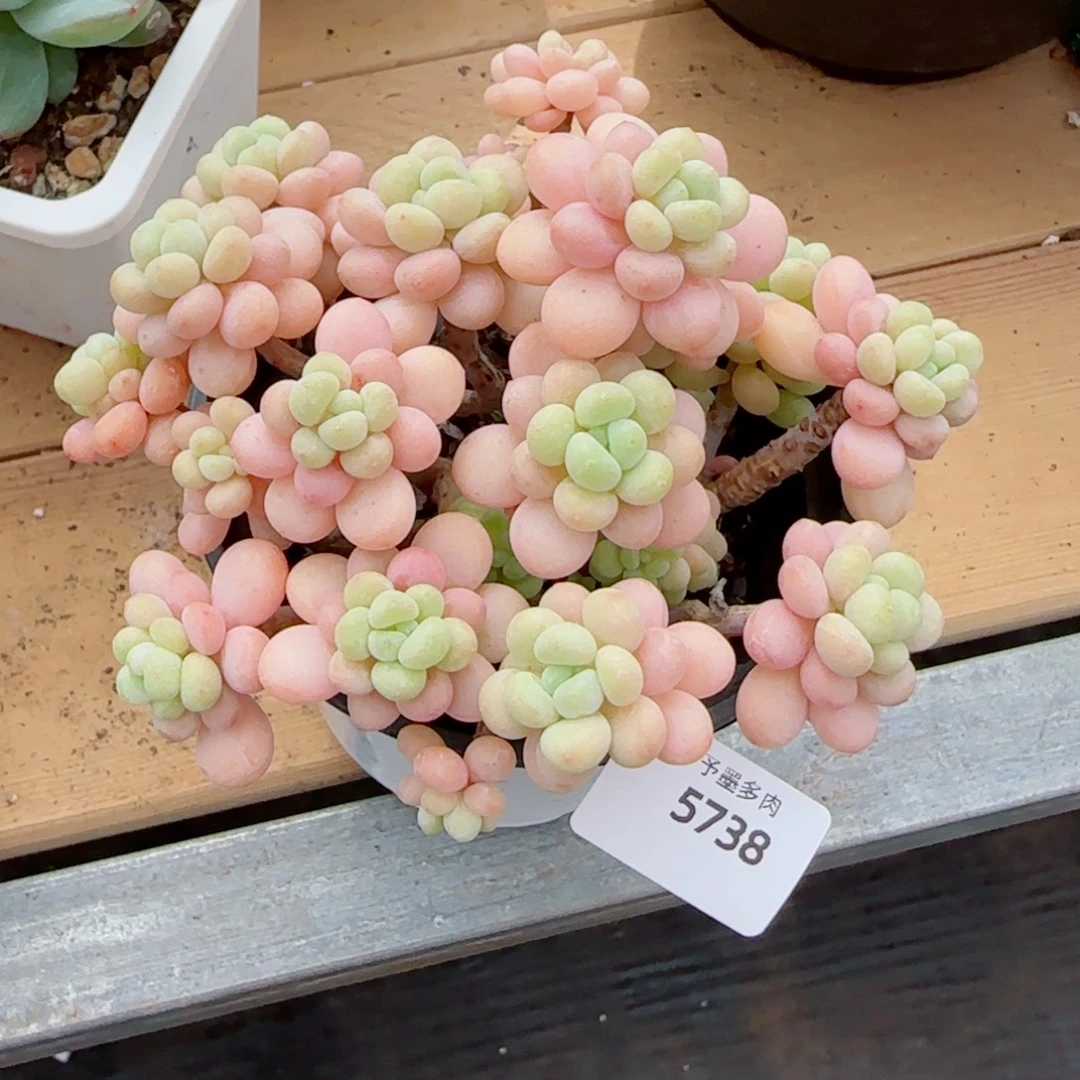 洛可可，5738多肉植物