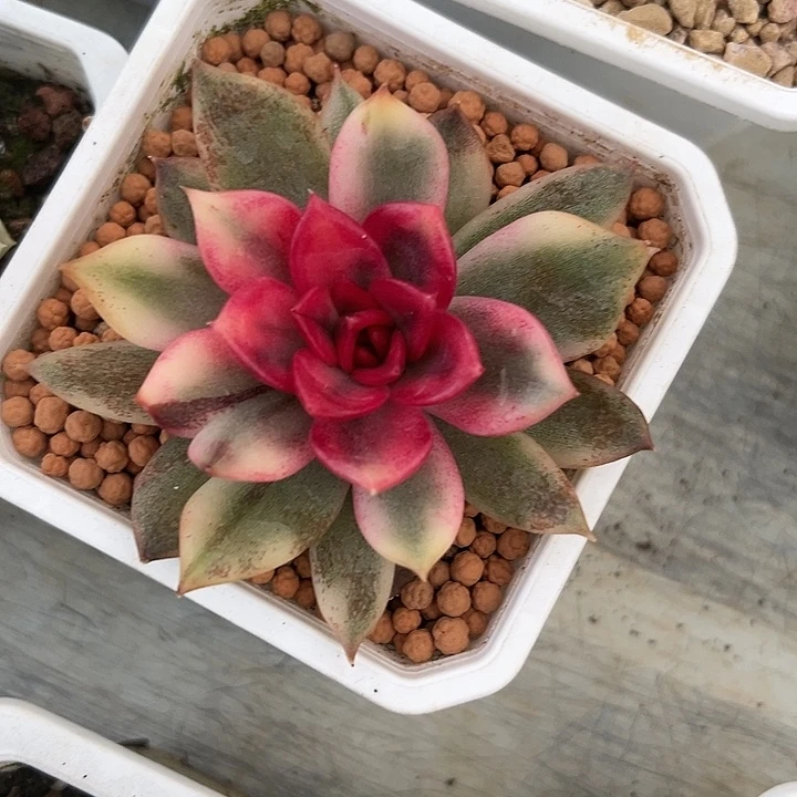 火焰玫瑰锦多肉植物