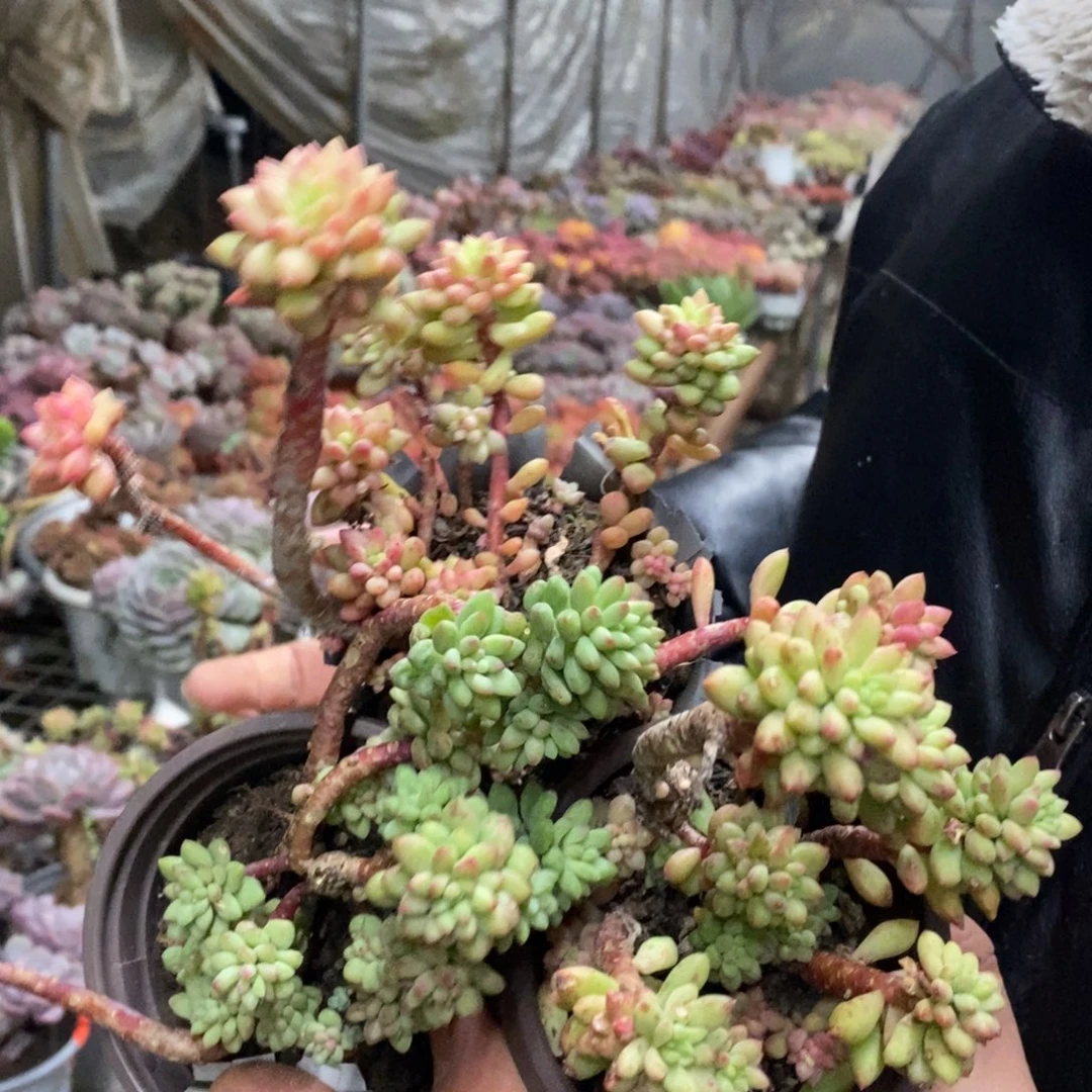 龙骨玉坠整桩三盆，90杯