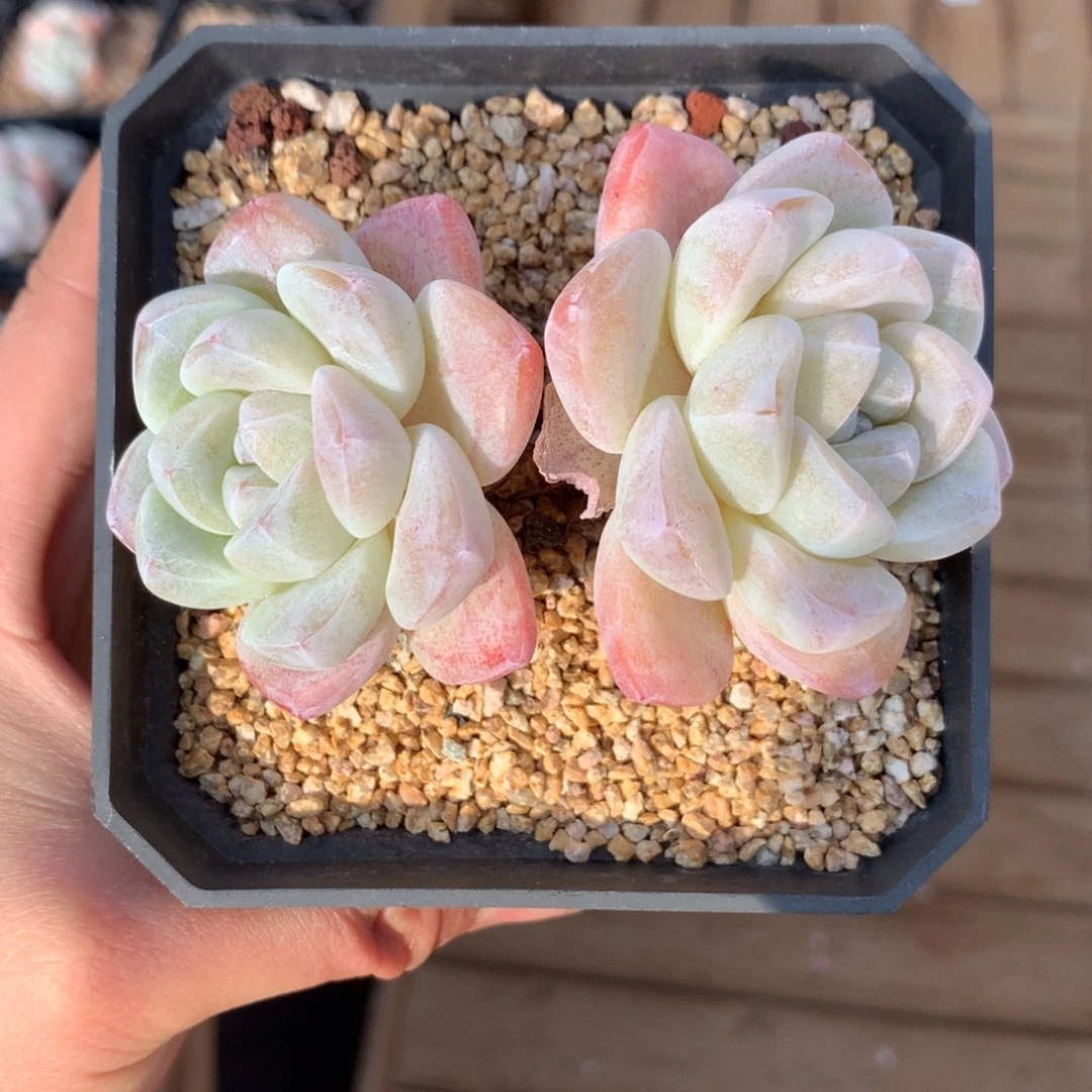 08 白底冰玉粗腿双头清仓 10cm