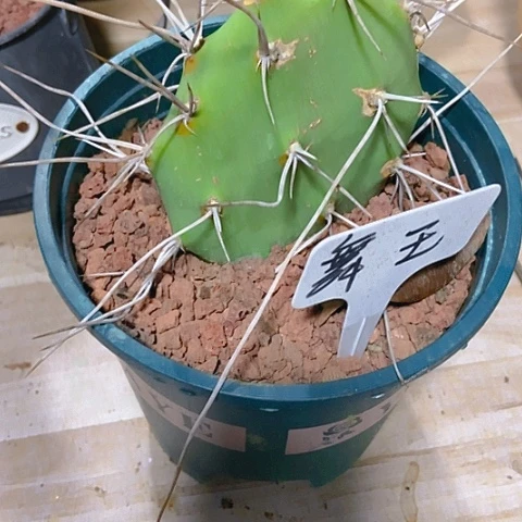 .***翔仙人掌团扇舞王一片有根