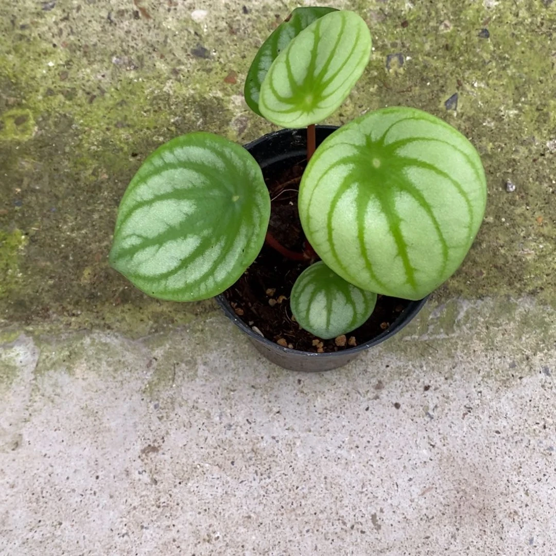 爱***心不开花植物西瓜皮（无售后）