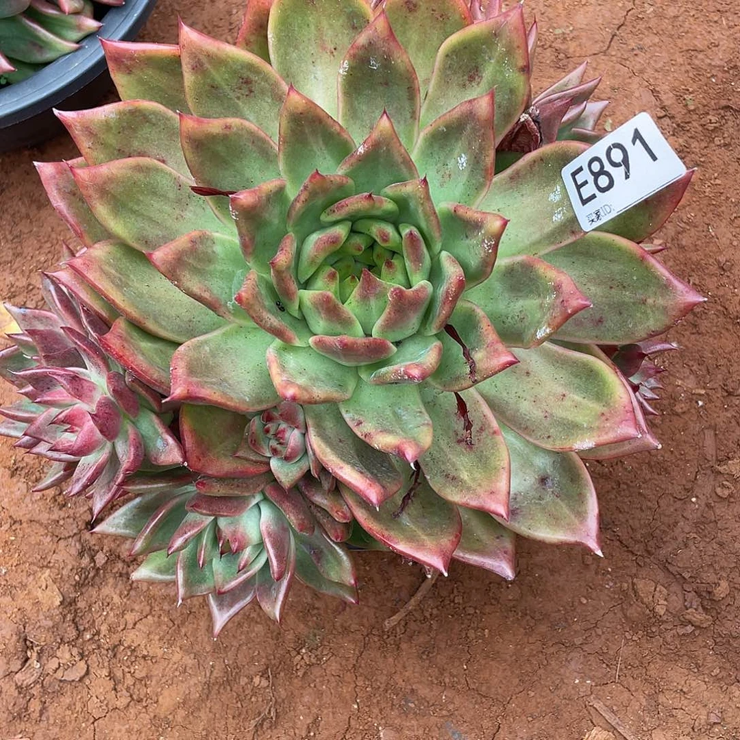 若如东云筐拍E891
