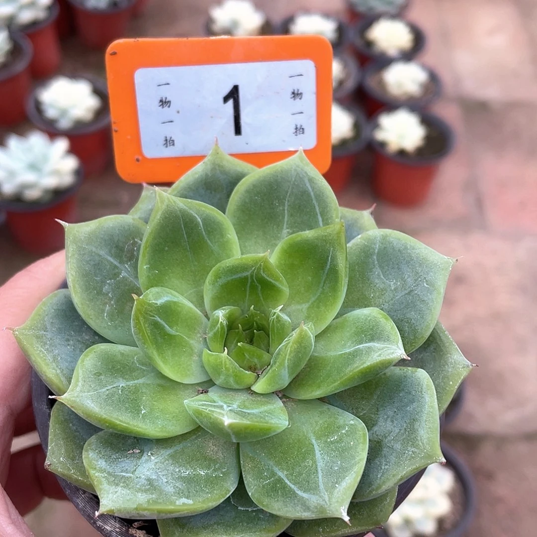 清***芯1号多肉植物盆栽植物