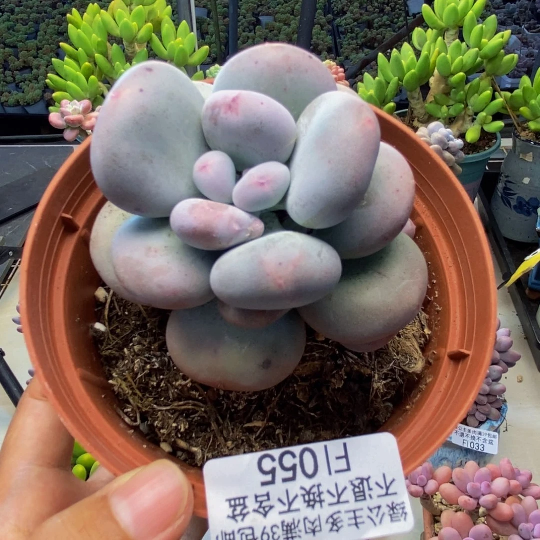 055大叶奶多肉6c m