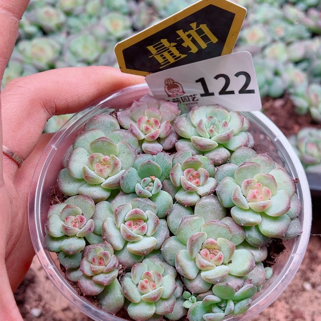 多肉植物多肉植物