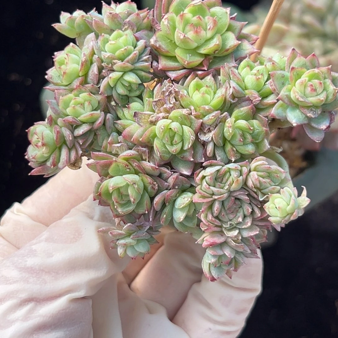 新年快乐 新年快乐