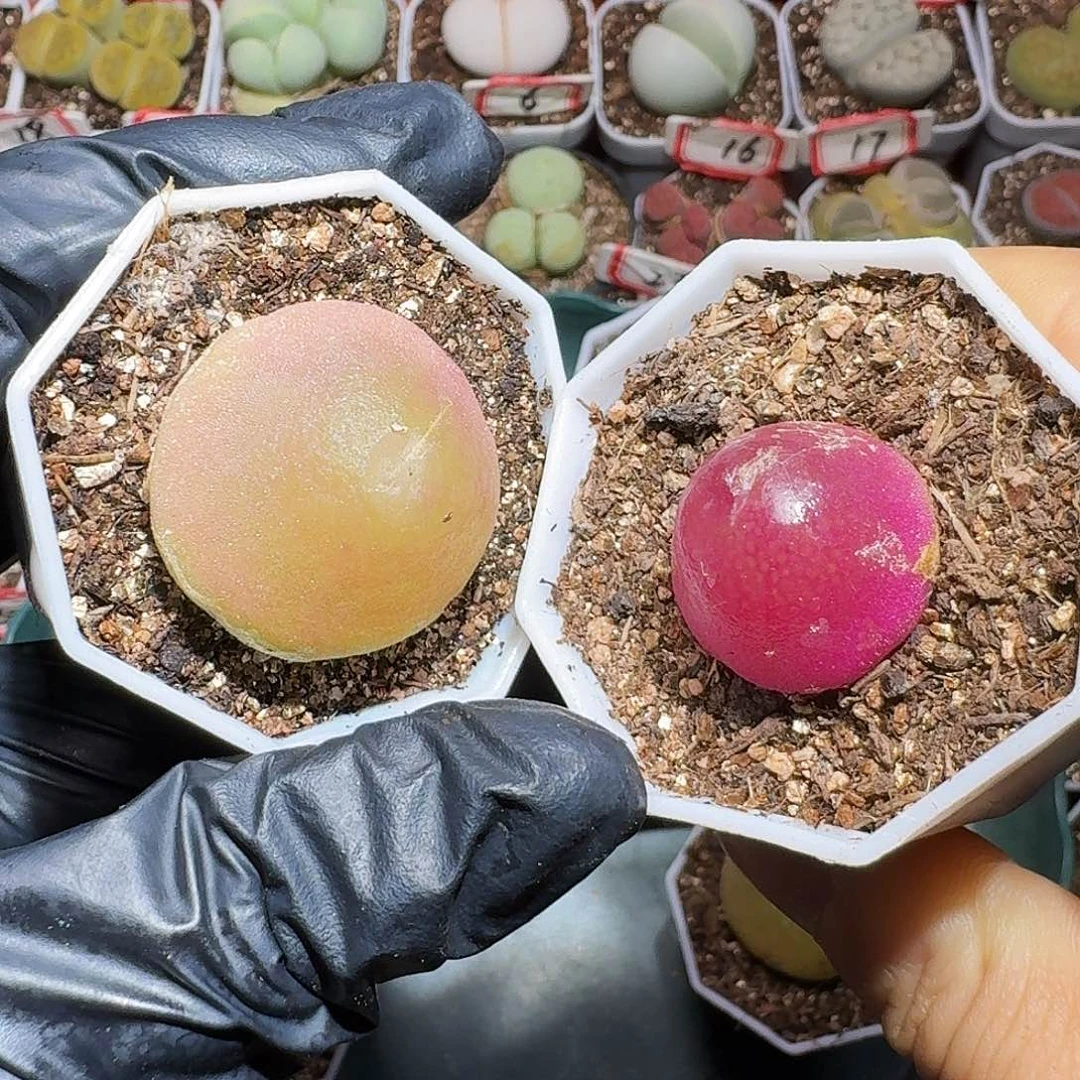 洁生石花等11111111。  116