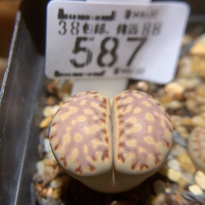 Sss爱你们哟羞587