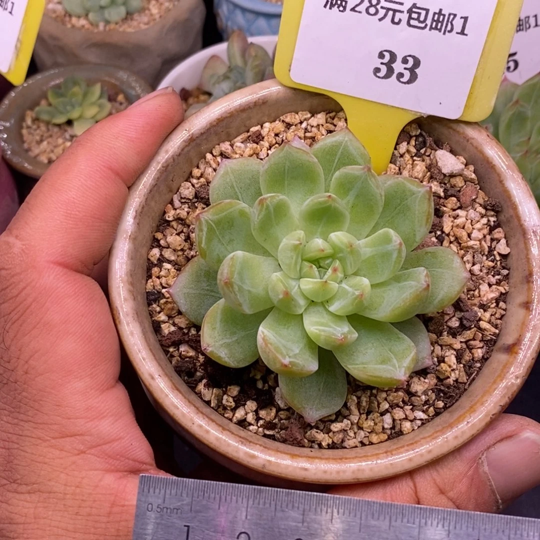 133雪花珍妮多肉……