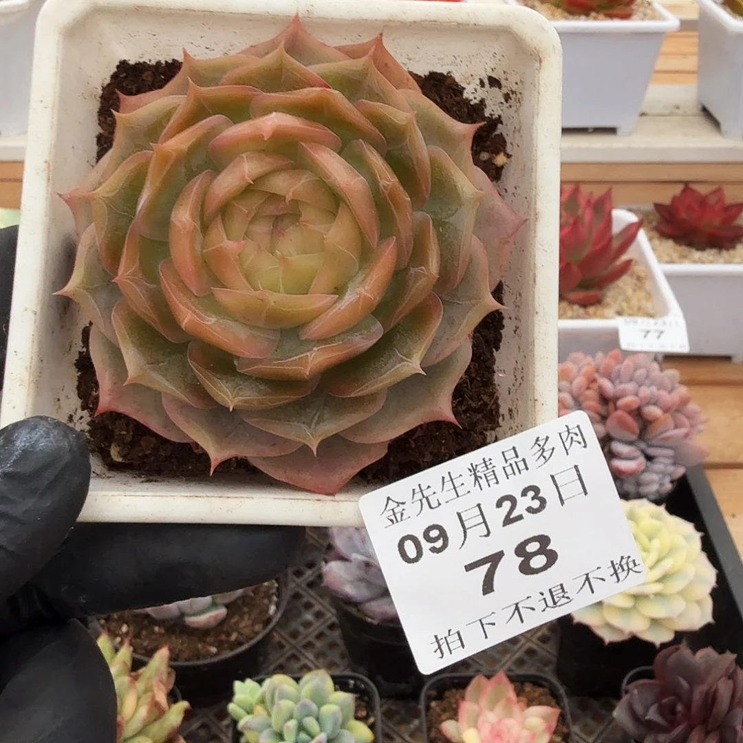 0923-78琉璃盏单头